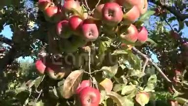 多汁的新鲜<strong>苹果</strong>水果挂在树枝上。 秋天的<strong>苹果</strong>收成。 4K